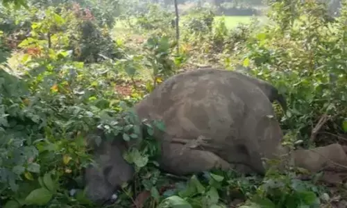 UDAIPUR ELEPHANT CALF DEATH: उदयपुर में करंट से हाथी शावक की मौत, रातभर चिंघाड़ता रहा हाथियों का दल, मौके पर पहुंचे अफसर