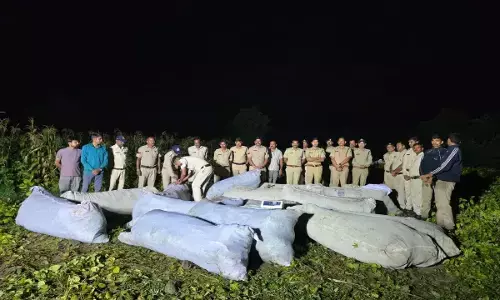 MP Crime: शासकीय जमीन पर कपास-मक्का के बीच गांजे की खेती का खुलासा, 2,948 पौधे जब्त