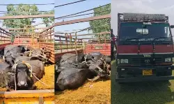 CG News : मालवाहक वाहन में ठूंसकर ले जाई जा रही थीं 15 भैंसें, 13 की मौत, चालक वाहन छोड़कर फरार