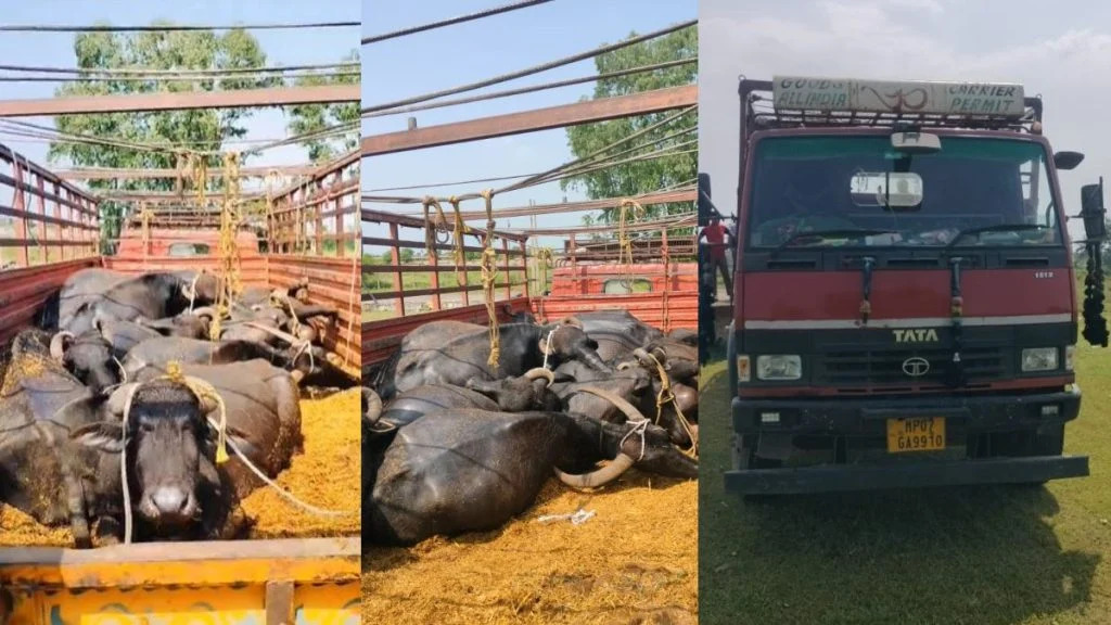 CG News : मालवाहक वाहन में ठूंसकर ले जाई जा रही थीं 15 भैंसें, 13 की मौत, चालक वाहन छोड़कर फरार
