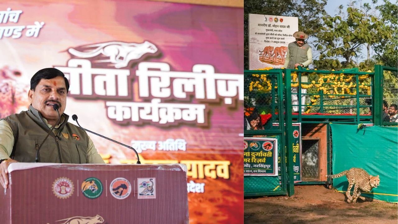 MP : नौरादेही बना मध्यप्रदेश का तीसरा चीता क्षेत्र, CM मोहन यादव ने व्योम और नीरा को किया विमुक्त