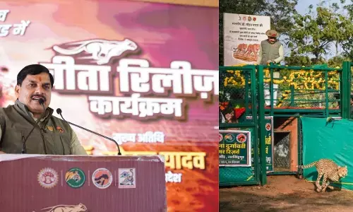 MP : नौरादेही बना मध्यप्रदेश का तीसरा चीता क्षेत्र, CM मोहन यादव ने व्योम और नीरा को किया विमुक्त
