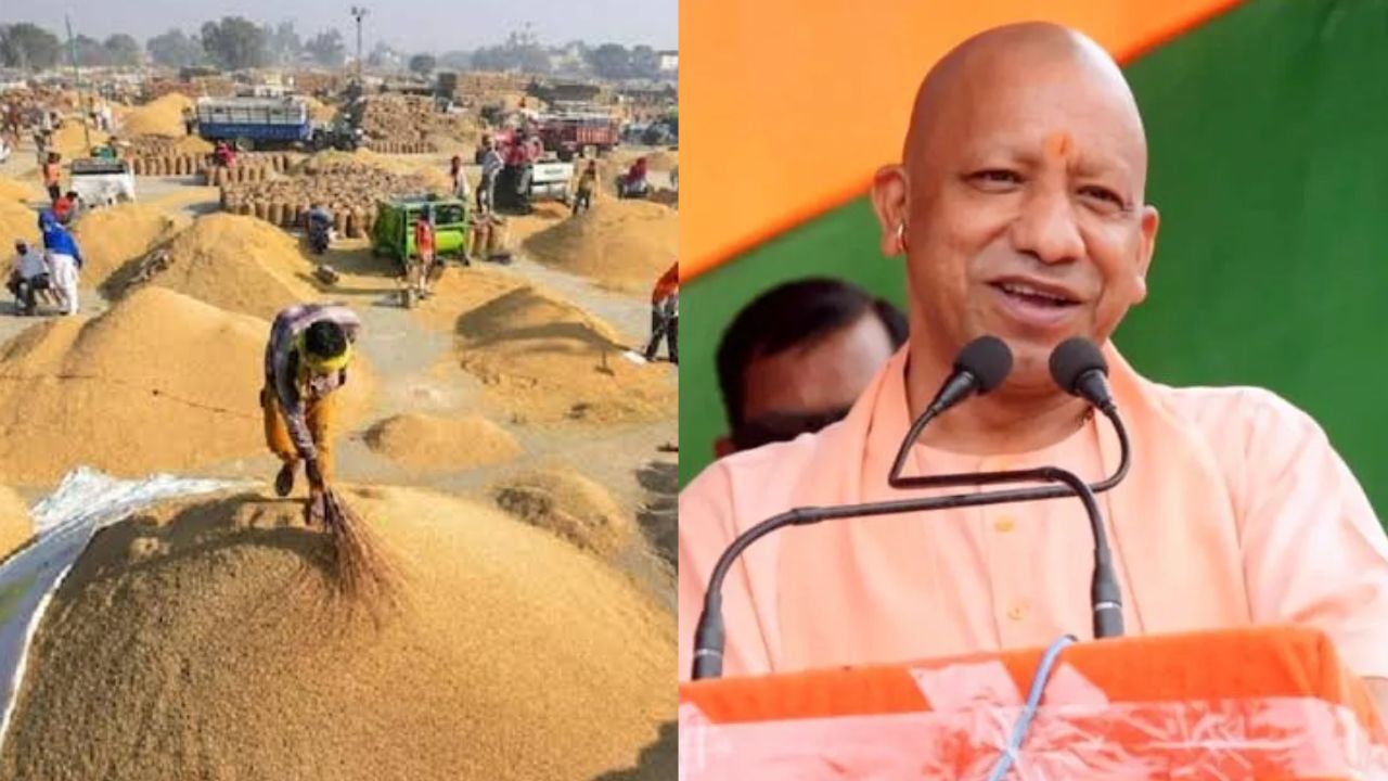 UP News: यूपी में 80 लाख से ज्यादा किसानों से खरीदा गया 519 लाख मीट्रिक टन धान, ₹1.03 लाख करोड़ से अधिक का भुगतान