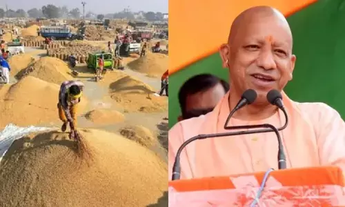 UP News: यूपी में 80 लाख से ज्यादा किसानों से खरीदा गया 519 लाख मीट्रिक टन धान, ₹1.03 लाख करोड़ से अधिक का भुगतान