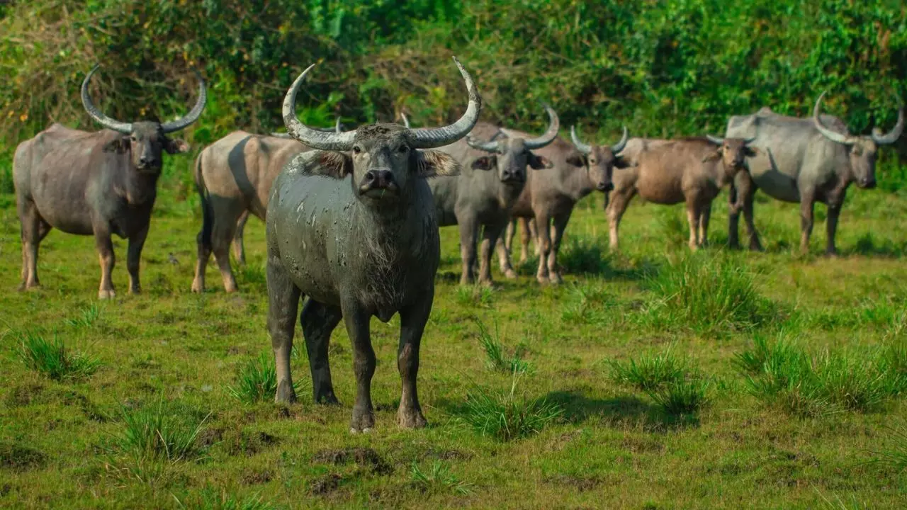 41938-mp-wildlife MP Wildlife: मध्य प्रदेश में 100 साल बाद लौटी जंगली भैंसों की मौजूदगी, 8 भैंसों को बड़े बाड़े में किया शिफ्ट