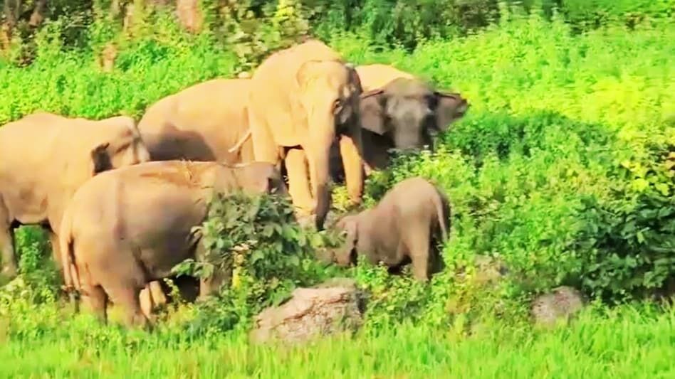 Jashpur Elephant Terror: छत्तीसगढ़ के इस शहर में घुसा दंतैल हाथी, चर्च और अस्पताल की तोड़ी बाउंड्रीवाल, लोगों में मची भगदड़