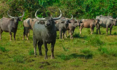 MP Wildlife: मध्य प्रदेश में 100 साल बाद लौटी जंगली भैंसों की मौजूदगी, 8 भैंसों को बड़े बाड़े में किया शिफ्ट