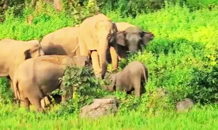 Jashpur Elephant Terror: छत्तीसगढ़ के इस शहर में घुसा दंतैल हाथी, चर्च और अस्पताल की तोड़ी बाउंड्रीवाल, लोगों में मची भगदड़