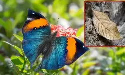 Chhattisgarh State Butterfly: छत्तीसगढ़ को मिली पहली राजकीय तितली: अनोखी ऑरेंज ओकलीफ बनी शान, सूखे पत्ते जैसा है इसका रूप, पंख फैलाते ही हो जाती है रंगीन, जानें इसके बारे में