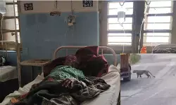CG News : छत्तीसगढ़ में तेंदुओं का आतंक, धमतरी में 3 तो बस्तर बुडरा में 5 लोगों पर किया हमला