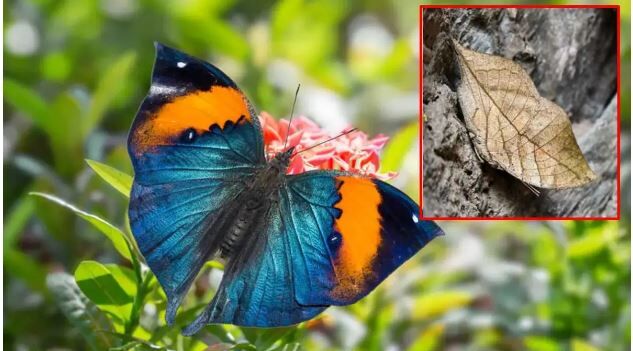 Chhattisgarh State Butterfly: छत्तीसगढ़ को मिली पहली राजकीय तितली: अनोखी 'ऑरेंज ओकलीफ' बनी शान, सूखे पत्ते जैसा है इसका रूप, पंख फैलाते ही हो जाती है रंगीन, जानें इसके बारे में