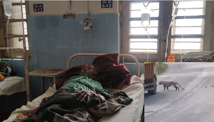 CG News : छत्तीसगढ़ में तेंदुओं का आतंक, धमतरी में 3 तो बस्तर बुडरा में 5 लोगों पर किया हमला