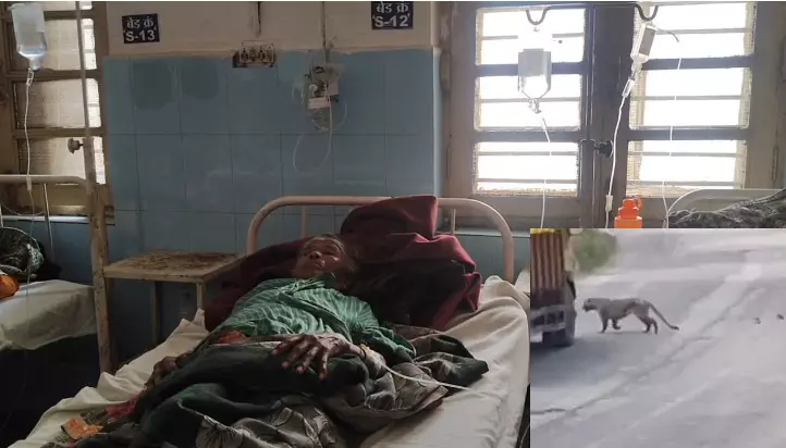42264-untitled CG News : छत्तीसगढ़ में तेंदुओं का आतंक, धमतरी में 3 तो बस्तर बुडरा में 5 लोगों पर किया हमला