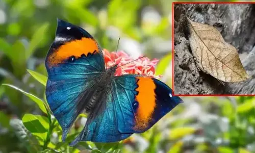 Chhattisgarh State Butterfly: छत्तीसगढ़ को मिली पहली राजकीय तितली: अनोखी ऑरेंज ओकलीफ बनी शान, सूखे पत्ते जैसा है इसका रूप, पंख फैलाते ही हो जाती है रंगीन, जानें इसके बारे में
