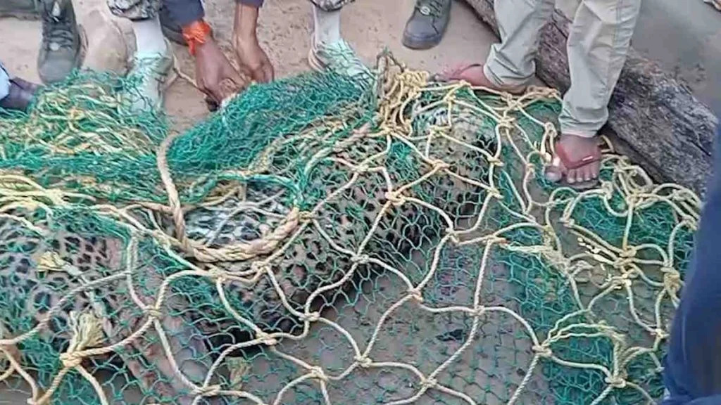 CG News: नगरी वनांचल में तेंदुए का आतंक, ग्रामीणों ने पकड़ा, हमले में कई लोग घायल, मौतों की भी खबर