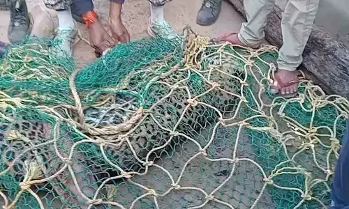 CG News: नगरी वनांचल में तेंदुए का आतंक, ग्रामीणों ने पकड़ा, हमले में कई लोग घायल, मौतों की भी खबर