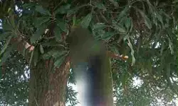 MP News : आम के पेड़ पर फंदे से लटके मिले प्रेमी युगल, इलाके में मचा हड़कंप
