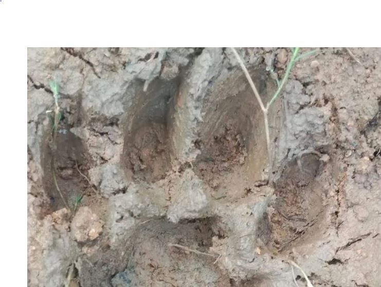 Balodabazar Tiger Puggmarks: बलौदाबाजार के चरोदा जंगल में मिले बाघ के पगचिन्ह, वन विभाग ने की पुष्टि, गांव में मुनादी