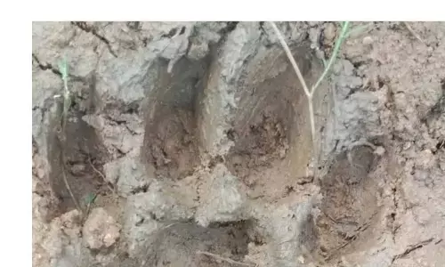 Balodabazar Tiger Puggmarks: बलौदाबाजार के चरोदा जंगल में मिले बाघ के पगचिन्ह, वन विभाग ने की पुष्टि, गांव में मुनादी
