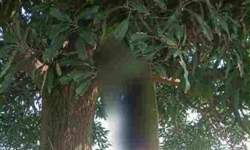 MP News : आम के पेड़ पर फंदे से लटके मिले प्रेमी युगल, इलाके में मचा हड़कंप
