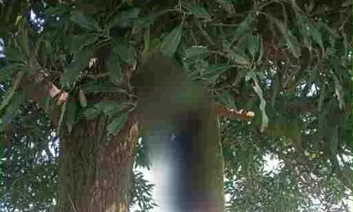 MP News : आम के पेड़ पर फंदे से लटके मिले प्रेमी युगल, इलाके में मचा हड़कंप