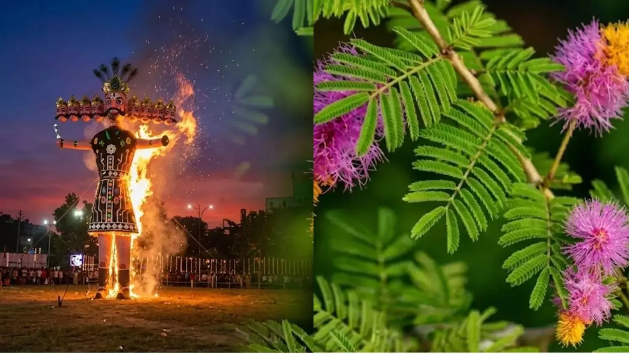 Vijayadashami 2026: दशहरे पर शमी के पत्ते क्यों बांटे जाते हैं? जानिए पेड़ से सोना बरसने की पौराणिक कथा Vijayadashami 2026: दशहरे पर शमी के पत्ते क्यों बांटे जाते हैं? जानिए पेड़ से सोना बरसने की पौराणिक कथा