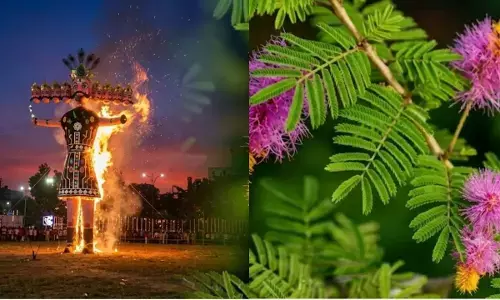 Vijayadashami 2026: दशहरे पर शमी के पत्ते क्यों बांटे जाते हैं? जानिए पेड़ से सोना बरसने की पौराणिक कथा
