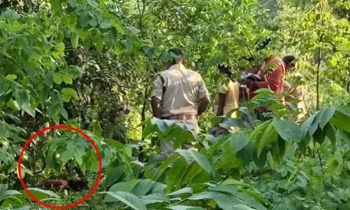 CG Crime : तीन दिन से लापता बच्ची का झाड़ियों में मिला शव, हत्या की आशंका से मचा हड़कंप
