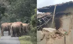CG News : हाथियों ने मचाया तांडव, रात 3 बजे गांव में मचा हड़कंप, घर ढहाया और मवेशियों को कुचलकर मार डाला