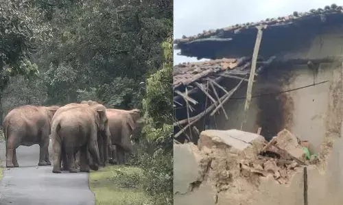 CG News : हाथियों ने मचाया तांडव, रात 3 बजे गांव में मचा हड़कंप, घर ढहाया और मवेशियों को कुचलकर मार डाला
