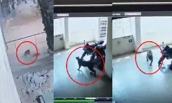 CG News : रिहायशी इलाके में फिर दिखा तेंदुआ, CCTV में कैद हुई तस्वीर, 15 दिन में तीसरी घटना से दहशत में लोग