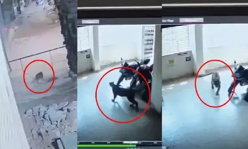 CG News : रिहायशी इलाके में फिर दिखा तेंदुआ, CCTV में कैद हुई तस्वीर, 15 दिन में तीसरी घटना से दहशत में लोग