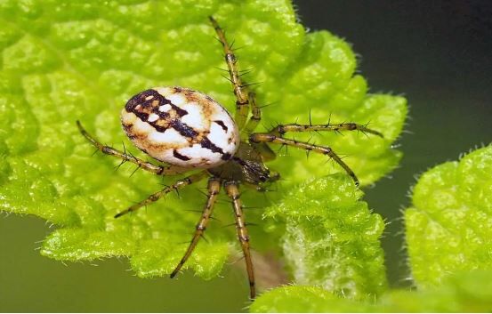 Mangora baii spider in India: छत्तीसगढ़ में मिली चीन वाली दुर्लभ मकड़ी ‘मंगोरा बाई’, जानें इसकी खासियत
