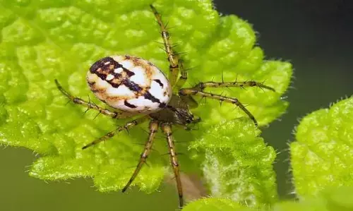Mangora baii spider in India: छत्तीसगढ़ में मिली चीन वाली दुर्लभ मकड़ी ‘मंगोरा बाई’, जानें इसकी खासियत