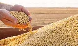 MP News: किसानों को राहत, अब छुट्टियों में भी खुली रहेंगी कृषि उपज मंडियां; सोयाबीन-मक्का की होगी खरीदी MP News: किसानों को राहत, अब छुट्टियों में भी खुली रहेंगी कृषि उपज मंडियां; सोयाबीन-मक्का की होगी खरीदी